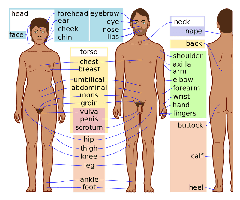 Anatomy-ဆိုသည်မှာ ဇီဝဗေဒ ပညာရပ်အကိုင်းခွဲတစ်ခုဖြစ်ပြီး သက်ရှိအရာများတွင်ရှိသောဖွဲ့စည်းပုံကိုလေ့လာခြင်းဖြစ်သည်။